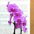 Орхидеи в продаже!